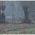 Biquettes dans la brume