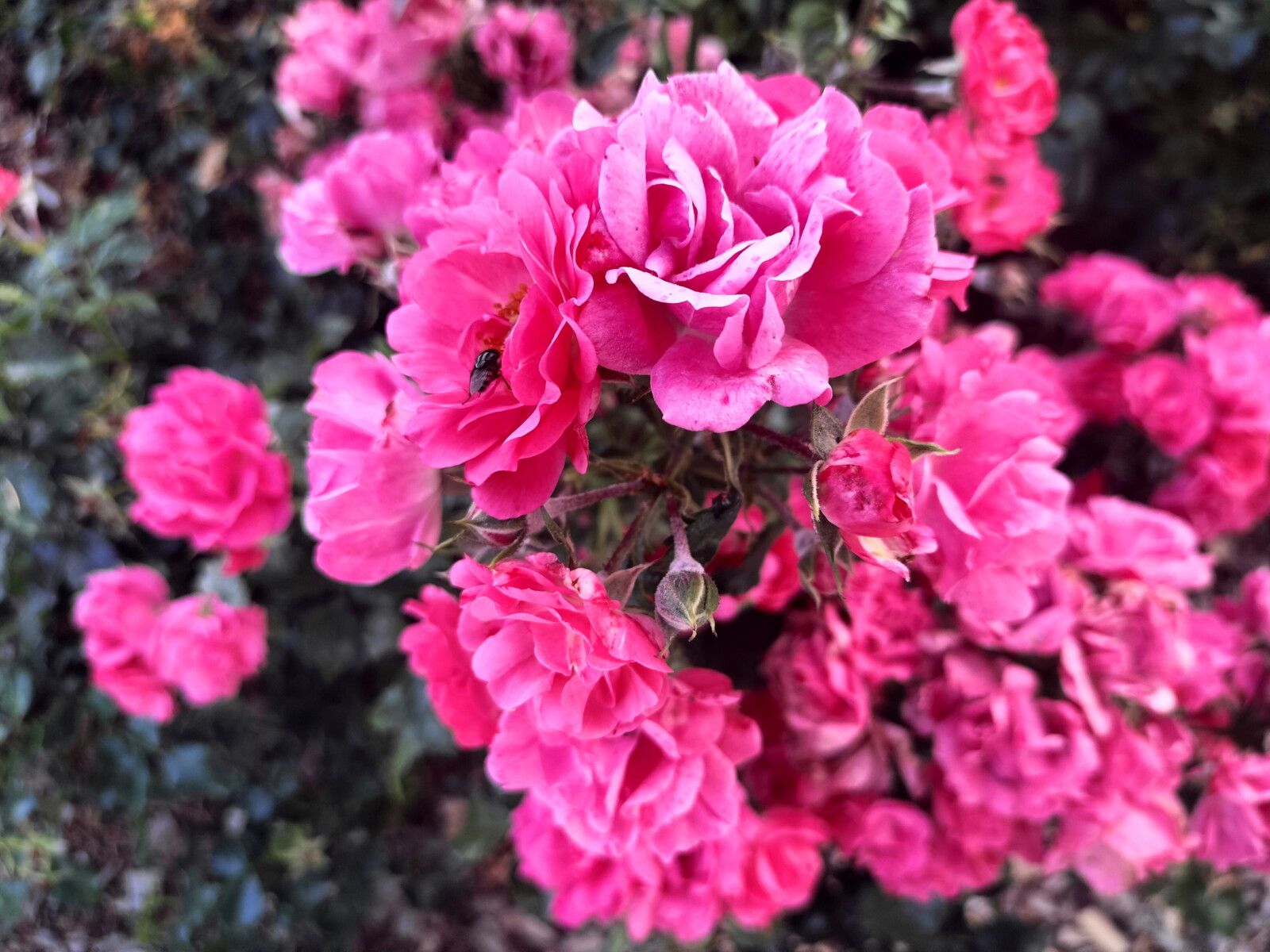 Sancerre, parc du château, fleur roses (18)