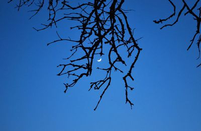 Croissant de lune