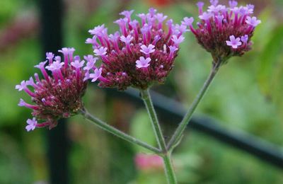 Verbena bonariensis