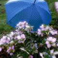 52 Semaines en photo #6 Parapluie