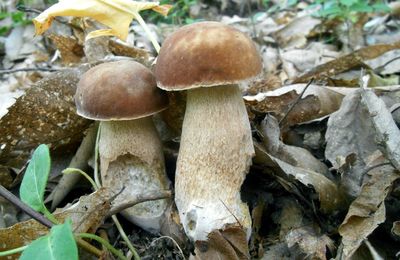 Cèpes 2015 : un printemps exceptionnel pour de très grandes espérances...