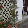 Un arbre à Tillandsia en région parisienne ...