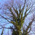 La forêt en février un long jour d'hiver ensoleillé