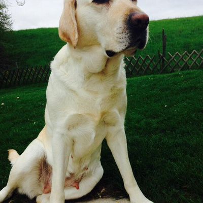 des nouvelles d'Astra et....de ses derniers bébés