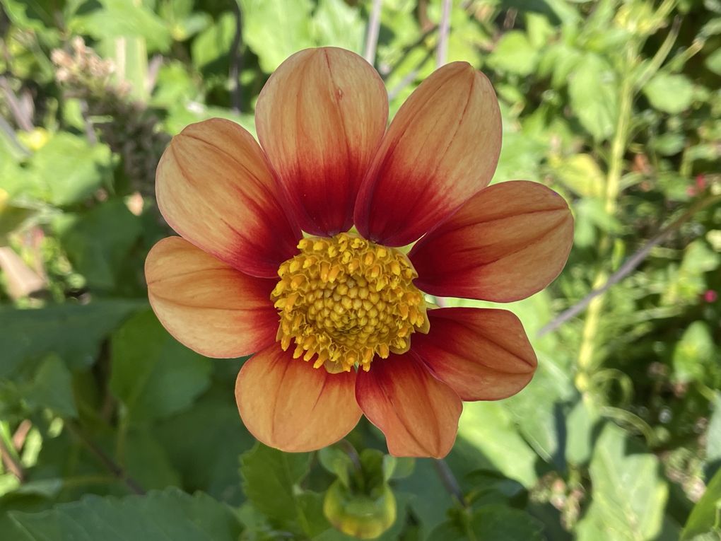 Mardi 23 sept 2025 Mon  diaporama :Flânerie au parc à Cébazat  c'était le 19 sept 2025 grand  soleil 