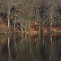 Paysage d automne en forêt de Chantilly