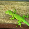 Basse Terre - La faune locale