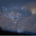 MES MONTAGE AVEC PHOTOFILTRE LOUP