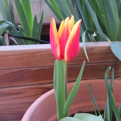 Terrasse fleurie