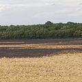 SAINT MICHEL-THUBEUF - 10 hectares brûlés suite à un feu de chaume