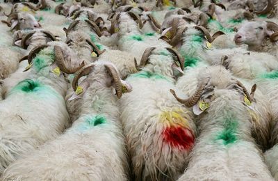 Transhumance et évasion