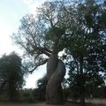 Etape 5 : Morondava, l'allée des baobabs