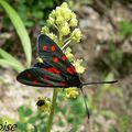 Zygaena transalpina