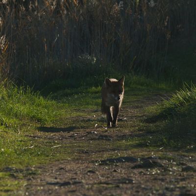 "Mais si tu m'apprivoises..."