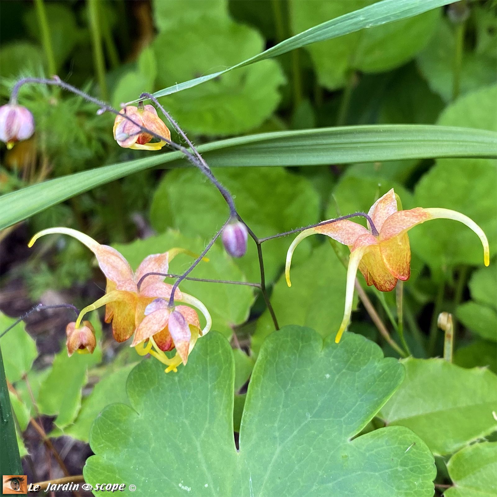 Fleur des Elfes • Epimedium Amber queen