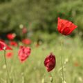 Coquelicots