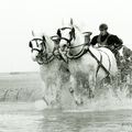 DES CHEVAUX ET DES HOMMES