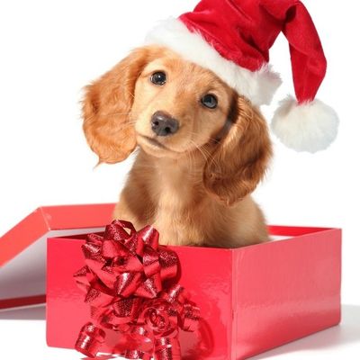 Les fêtes approchent et vous cherchez l'endroit