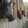 Le cheval autrement