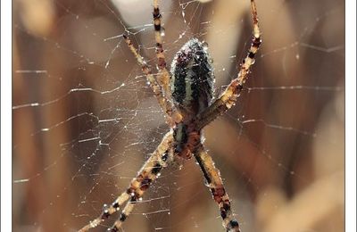 Argiope du matin