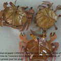 Réalisation de crabes avec des éléments naturels
