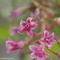 Fleurs du jardin