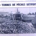 Les pêches en 68