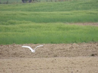 Première semaine de mai 2016 dans le Gers : au matin