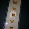 Cabinet de curiosité : papillons