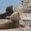 Le canal de Beagle