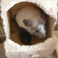 Naissance du petit dernier... un chinchilla !