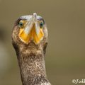 grand cormoran - phalacrocorax carbo