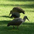 Ibis a Johannesburg : Hadeda Ibis and Sacred Ibis