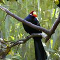 Oiseau curieux avec un bonnet rouge