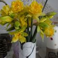 Les jonquilles