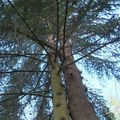 les arbres amoureux de l’Yonne 🌲🌳