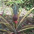 BROCHETTES D’ANANAS AU TABOULÉ