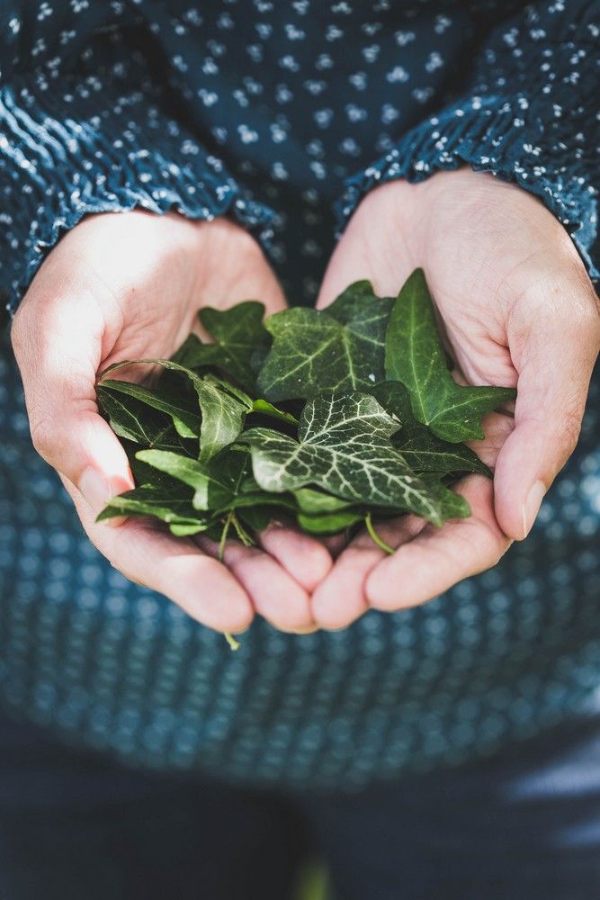 lessive écologique, faire sa lessive maison, lessive au lierre grimpant, lessive natturelle, lessive gratuite