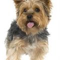 Yorkshire Terrier :