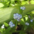 Un côté fleur bleue