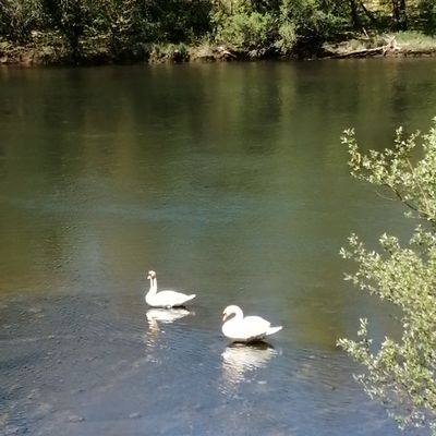 Couple de cygnes au bain.... 💖