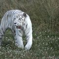 Tigre blanc