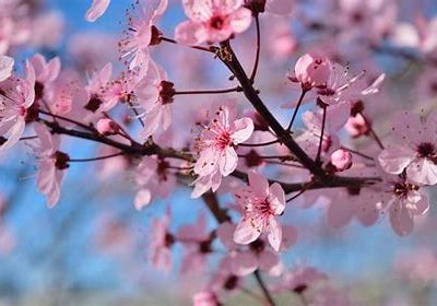 Enveloppe de printemps