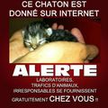 Ne donnez pas vos animaux sur internet!