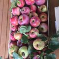 Fruits de saison du jardin: quelques pommes acidulées