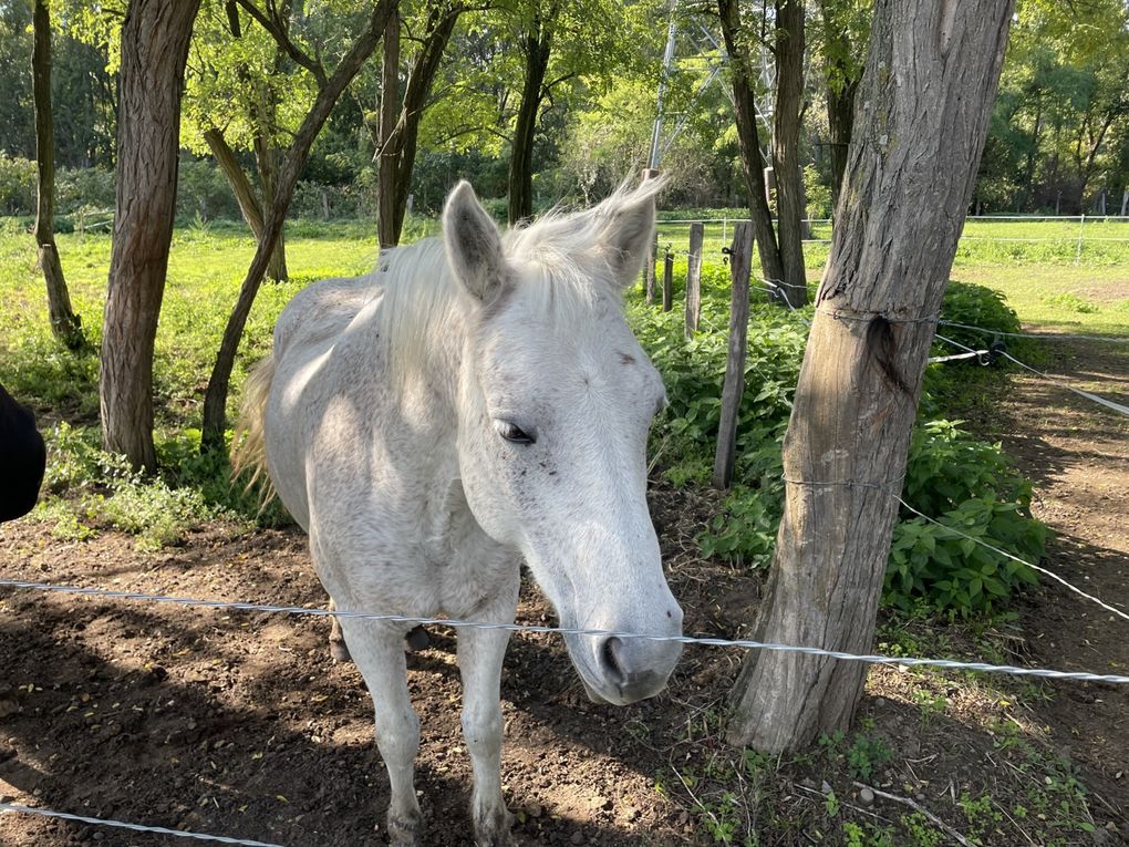 Lundi 06 octobre 2025 ma rando du mercredi 01 oct 2025  : L’“île de Mirefleurs” est une ancienne carrière réaménagée en plan d’eau, proche de la rivière Allier, à Mirefleurs dans le Puy‑de‑Dôme (63 ) Mon diapo au fil de mes pas 