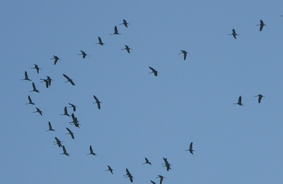 Les grues cendrées...