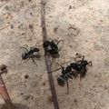 des fourmis
