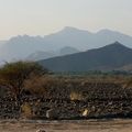 Wadi Ray et Hatta Pools